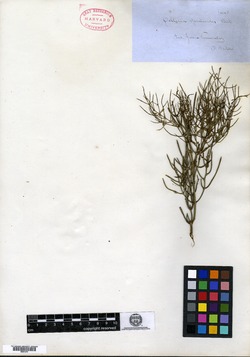 Colletia spartioides image