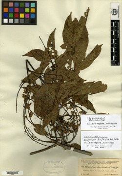 Platymiscium dimorphandium image