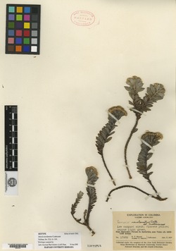 Monticalia novolanata image