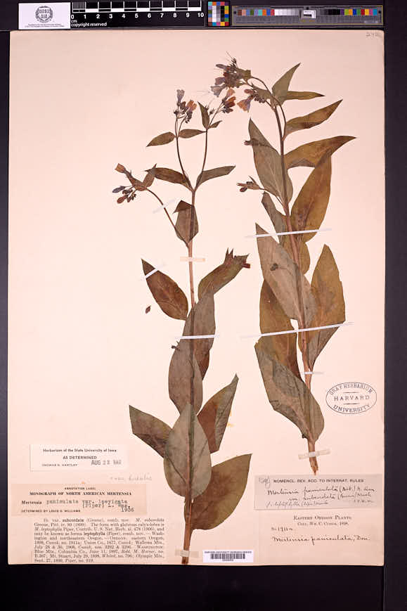 Mertensia paniculata var. borealis image