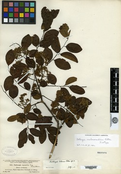 Dalbergia melanocardium image
