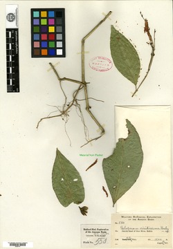 Beloperone viridissima image