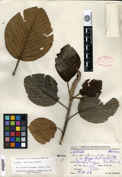 Coussapoa microcephala image