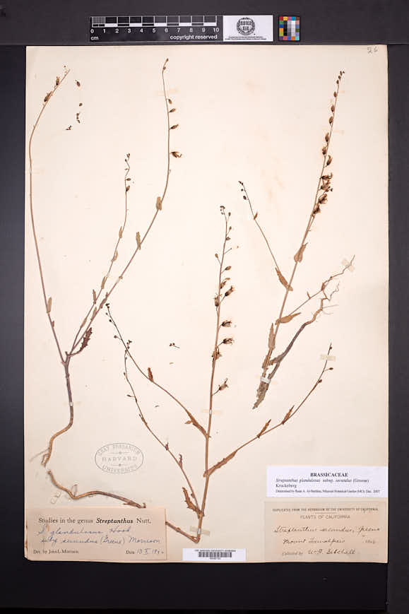 Streptanthus glandulosus subsp. secundus image