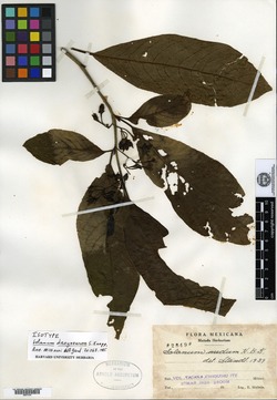 Solanum dasyneuron image