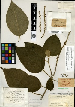 Croton tonduzii image