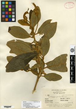Centropogon luteus image