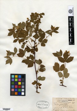 Rubus jacens image