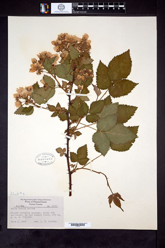 Rubus wahlii image