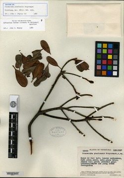 Cybianthus ptariensis image