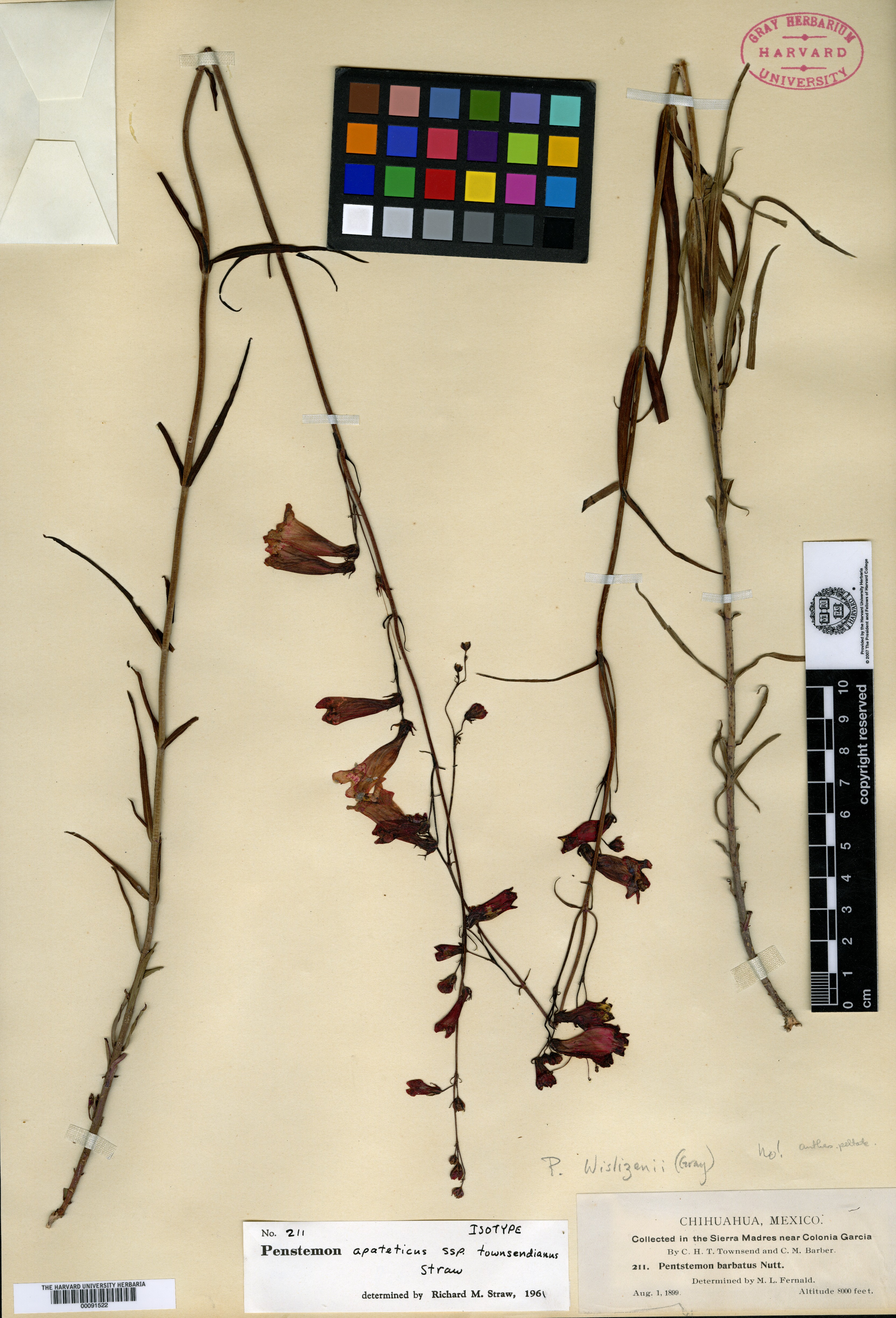 Penstemon apateticus subsp. townsendianus image