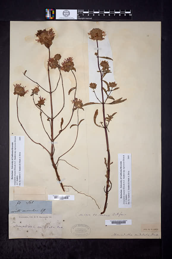 Monardella sinuata subsp. nigrescens image