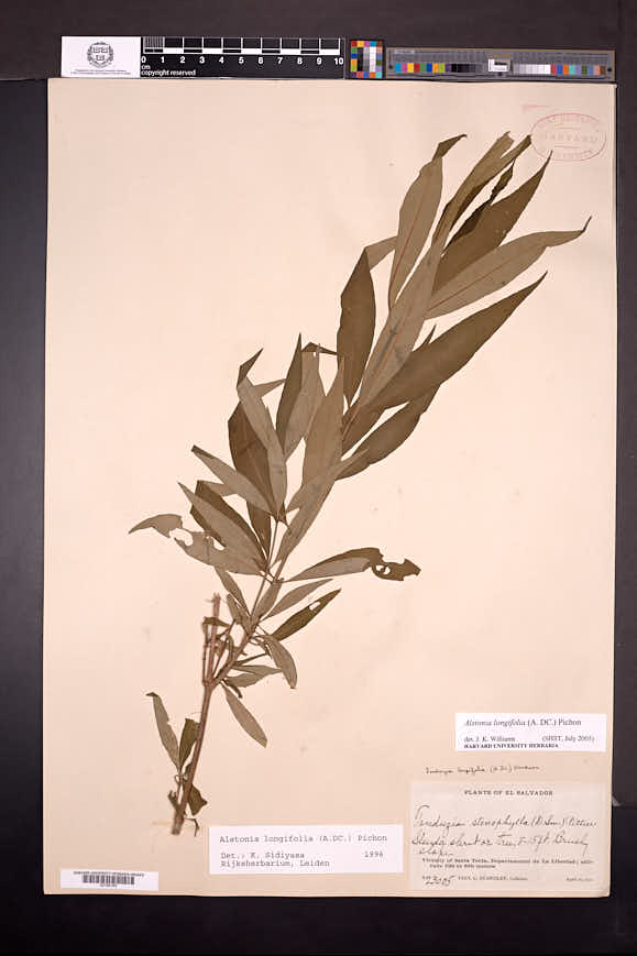 Alstonia longifolia image