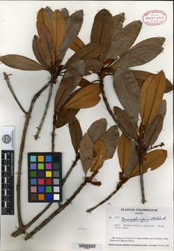 Cybianthus guyanensis image
