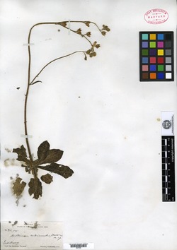 Nicotiana nudicaulis image