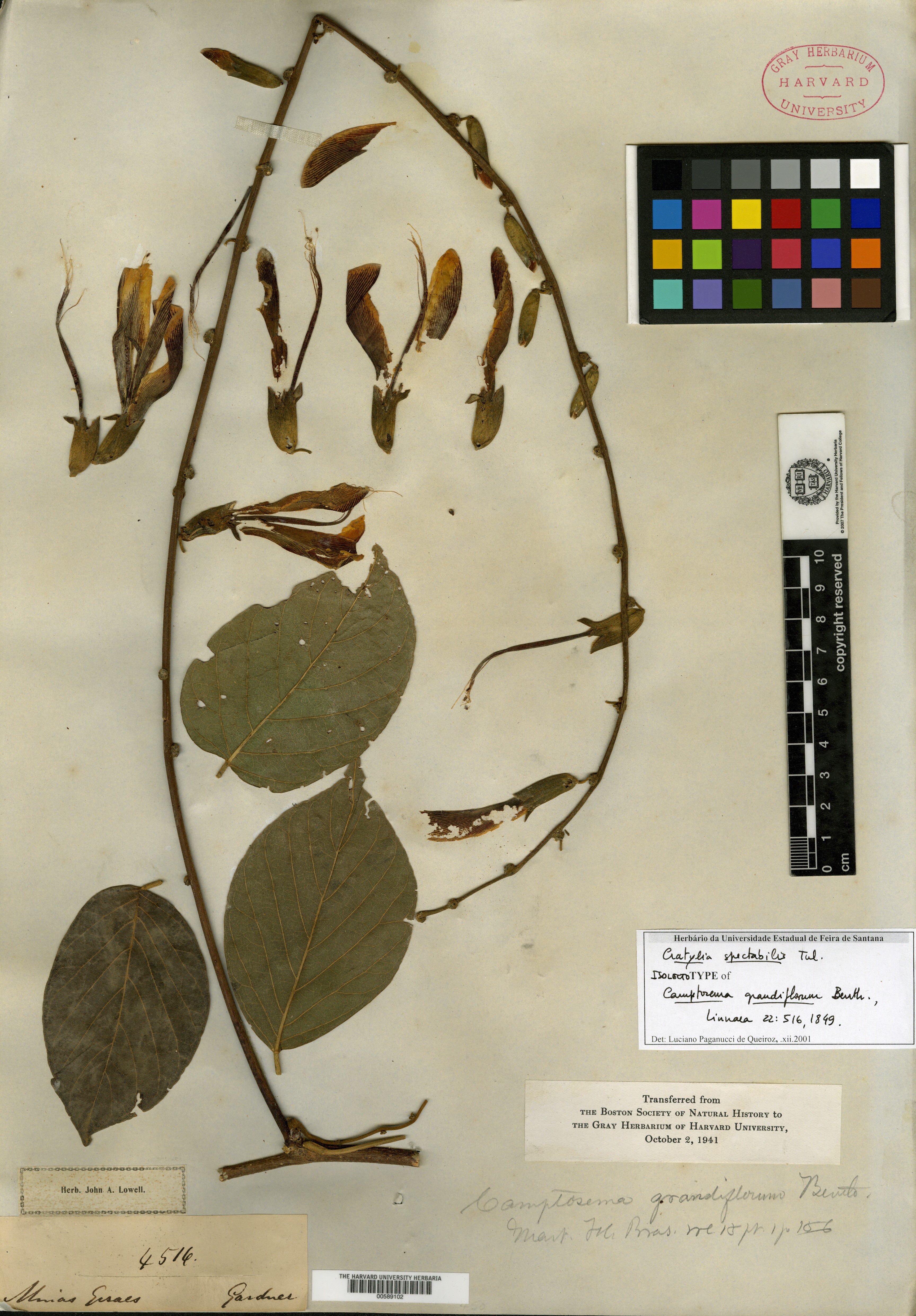 Campylotropis diversifolia image