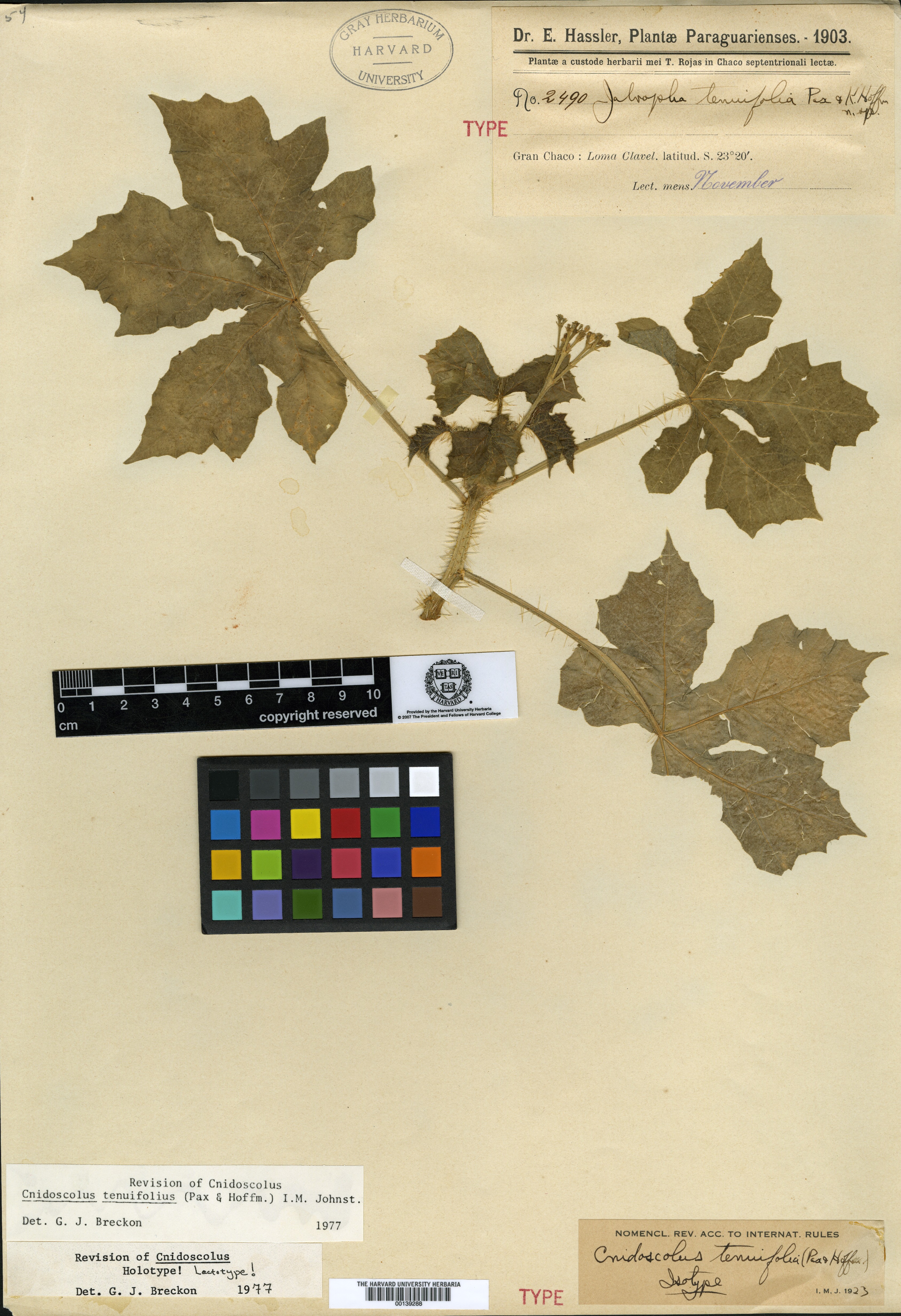 Manihot pentaphylla subsp. tenuifolia image
