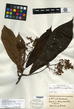 Saurauia pseudoleucocarpa image