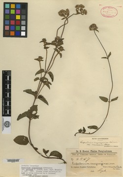 Chromolaena caaguazuensis image