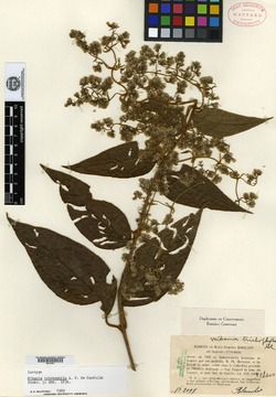 Mikania trichophila image