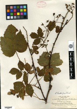 Rubus bracteoliferus image