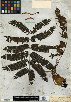Pithecellobium spruceanum image