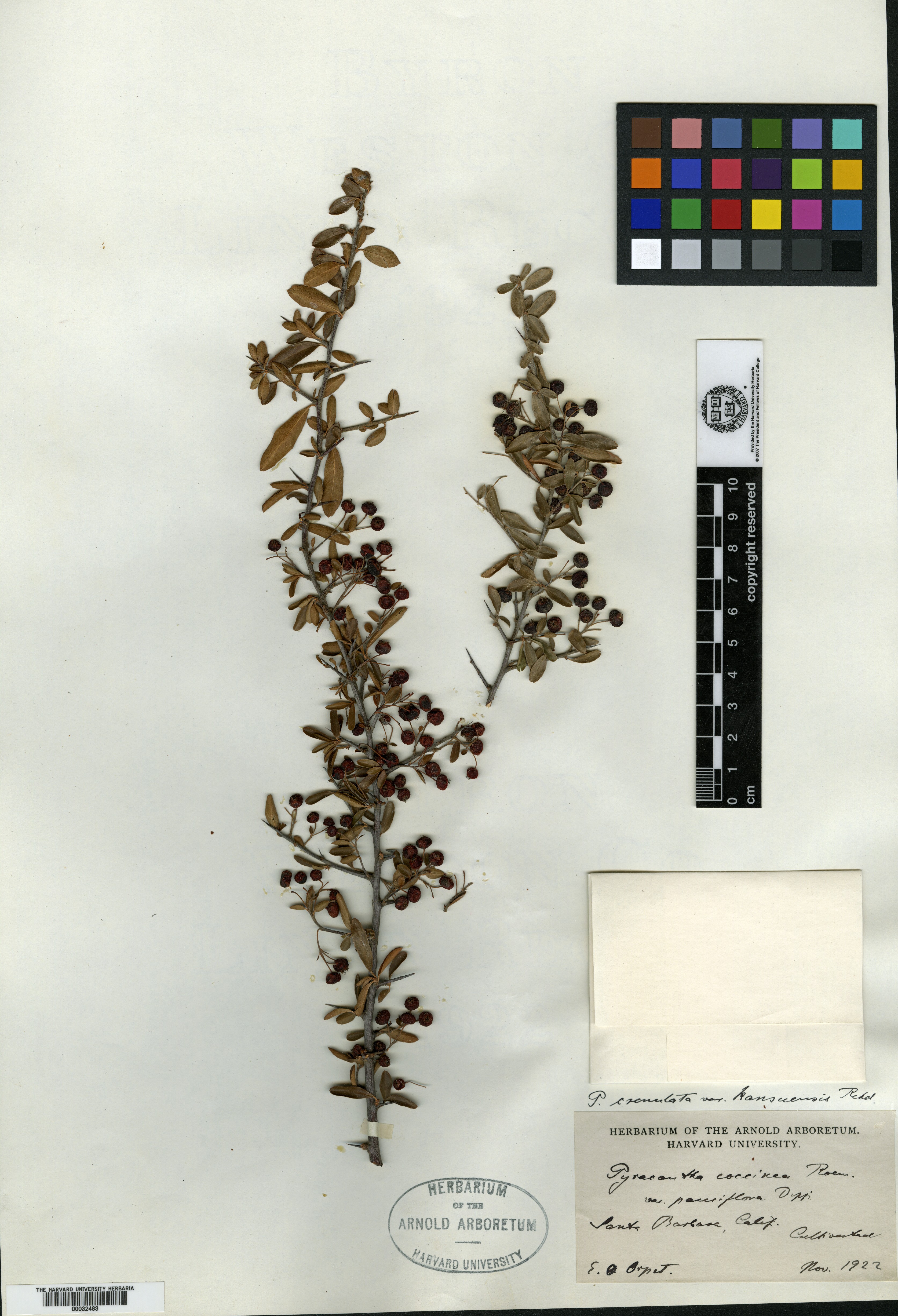 Pyracantha crenulata var. kansuensis image
