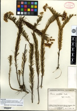Monticalia abietina var. aciculata image