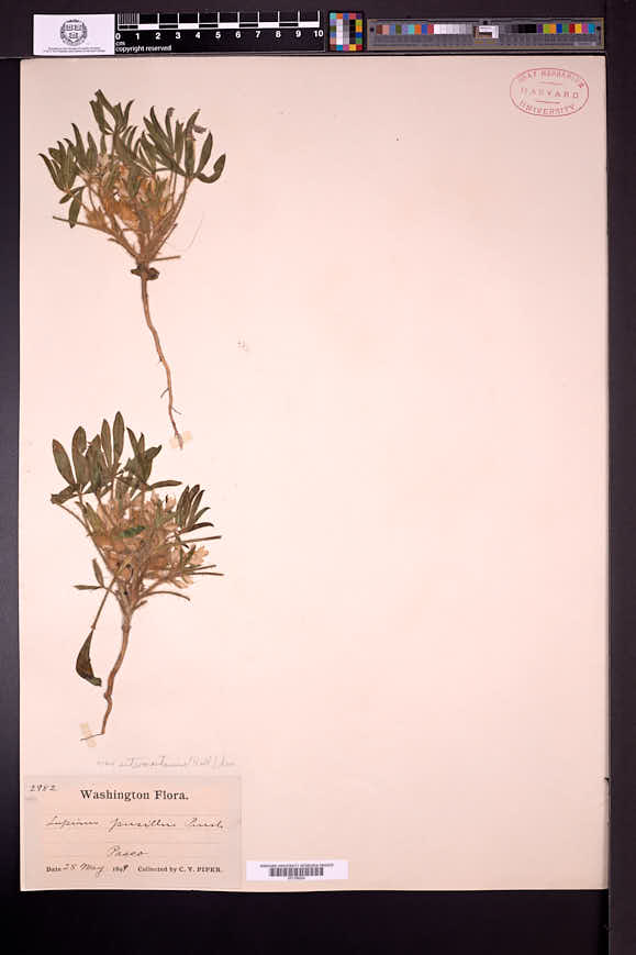 Lupinus pusillus subsp. intermontanus image