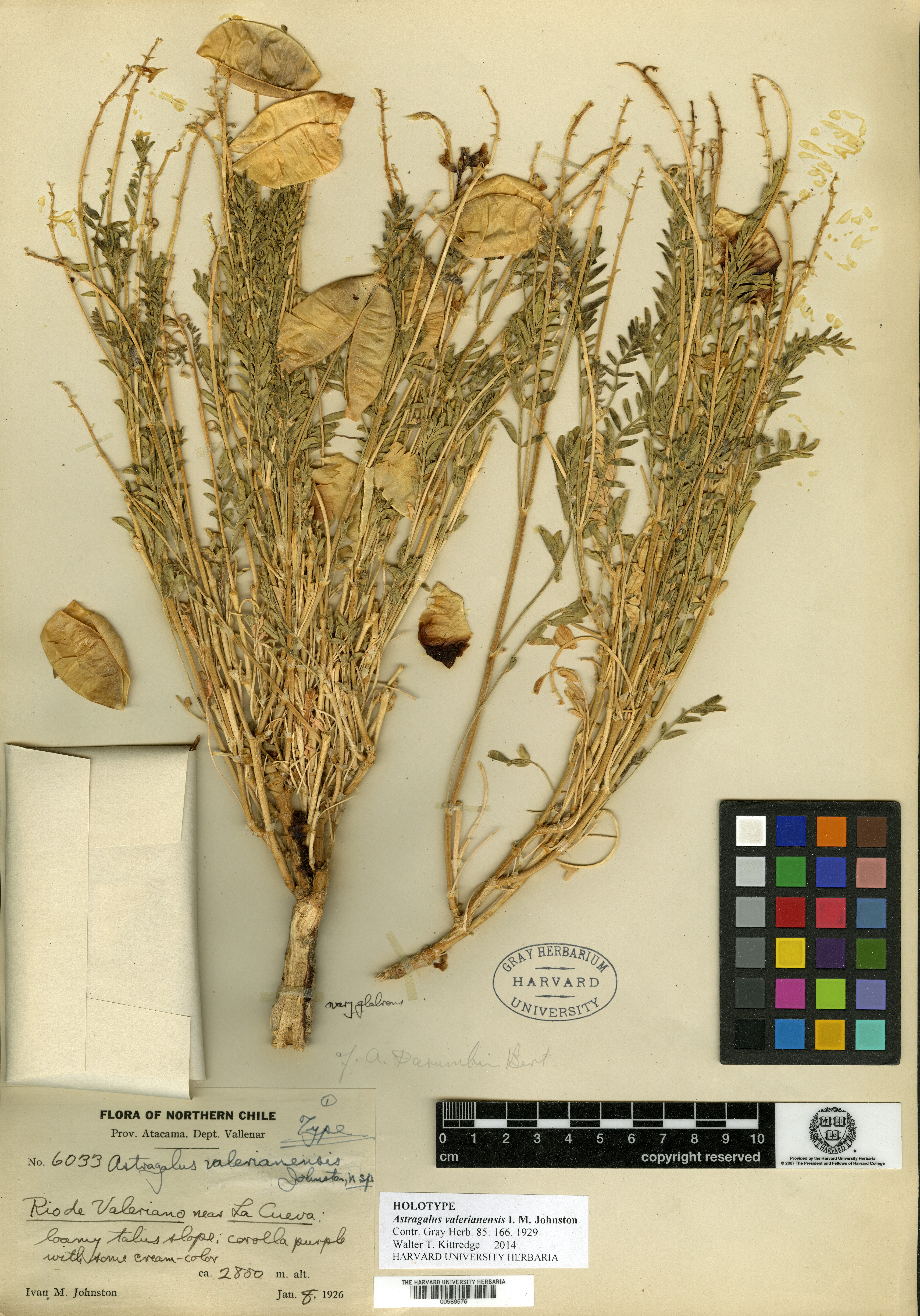 Astragalus weixinensis image