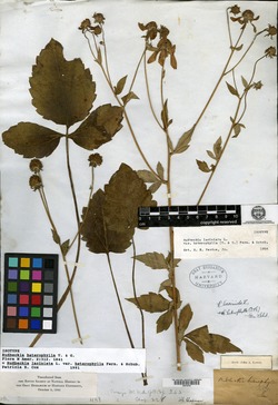 Rudbeckia heterophylla image