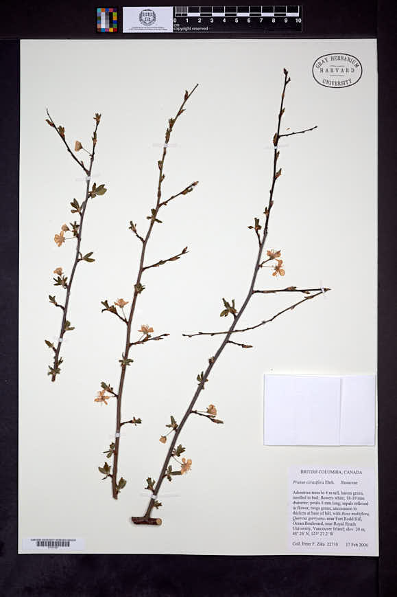 Prunus cerasifera image