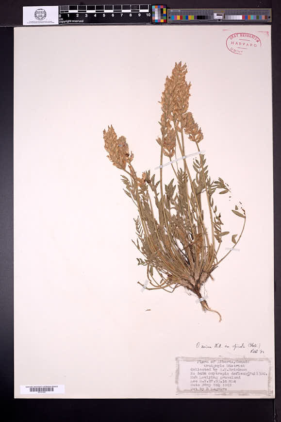 Oxytropis sericea var. spicata image