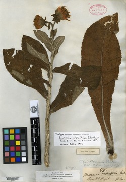 Trixis verbascifolia subsp. verbascifolia image