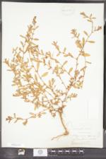 Polygonum aviculare subsp. boreale image