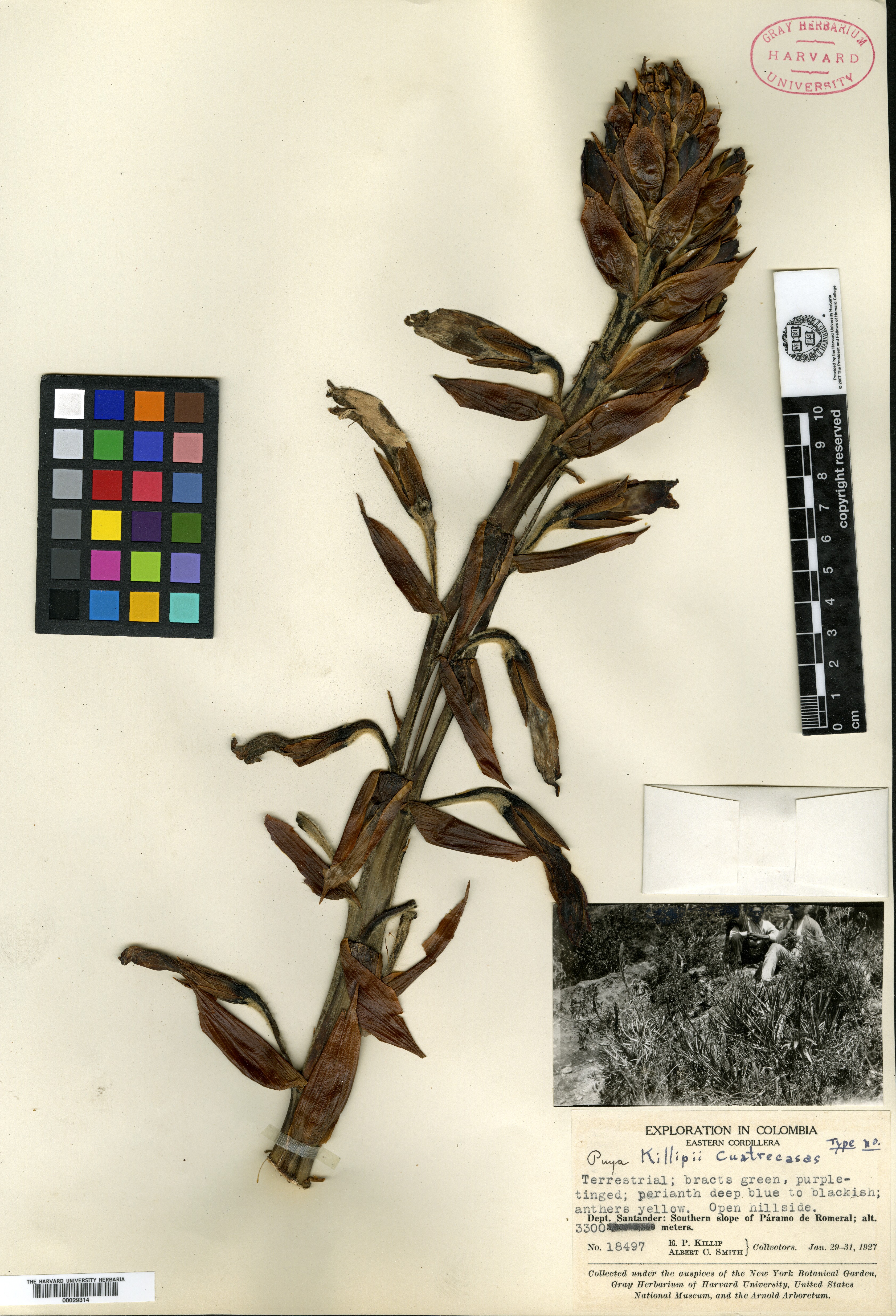 Puya reflexiflora image