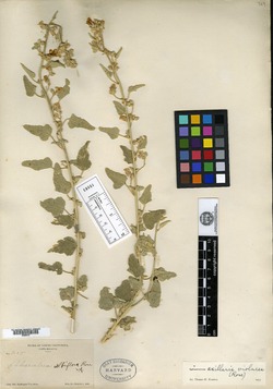 Sphaeralcea albiflora image