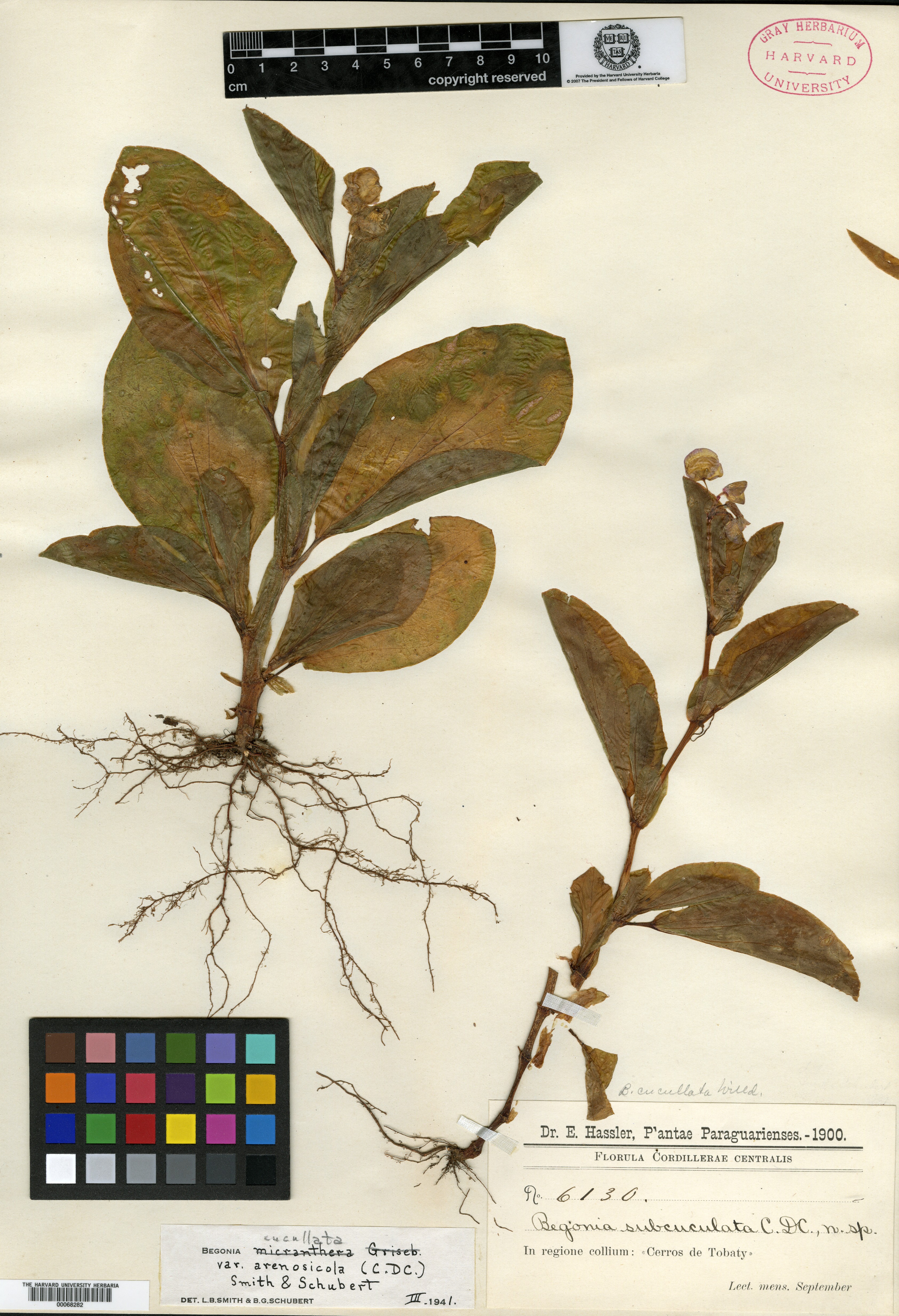 Begonia cucullata var. subcucullata image