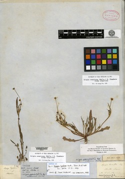Krigia cespitosa var. gracilis image