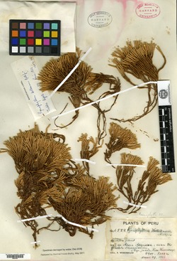 Pycnophyllum holleanum image