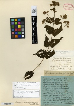 Koanophyllon pseudoperfoliatum image