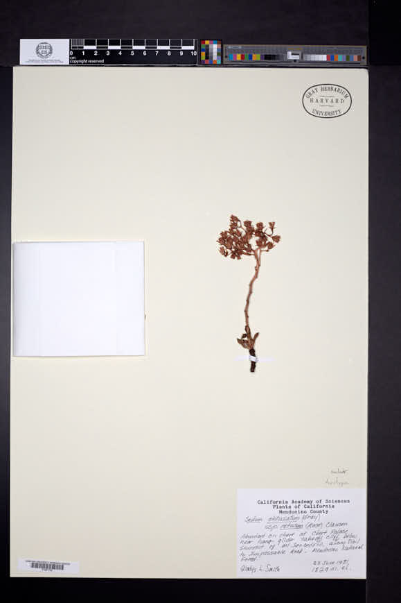 Sedum obtusatum subsp. retusum image