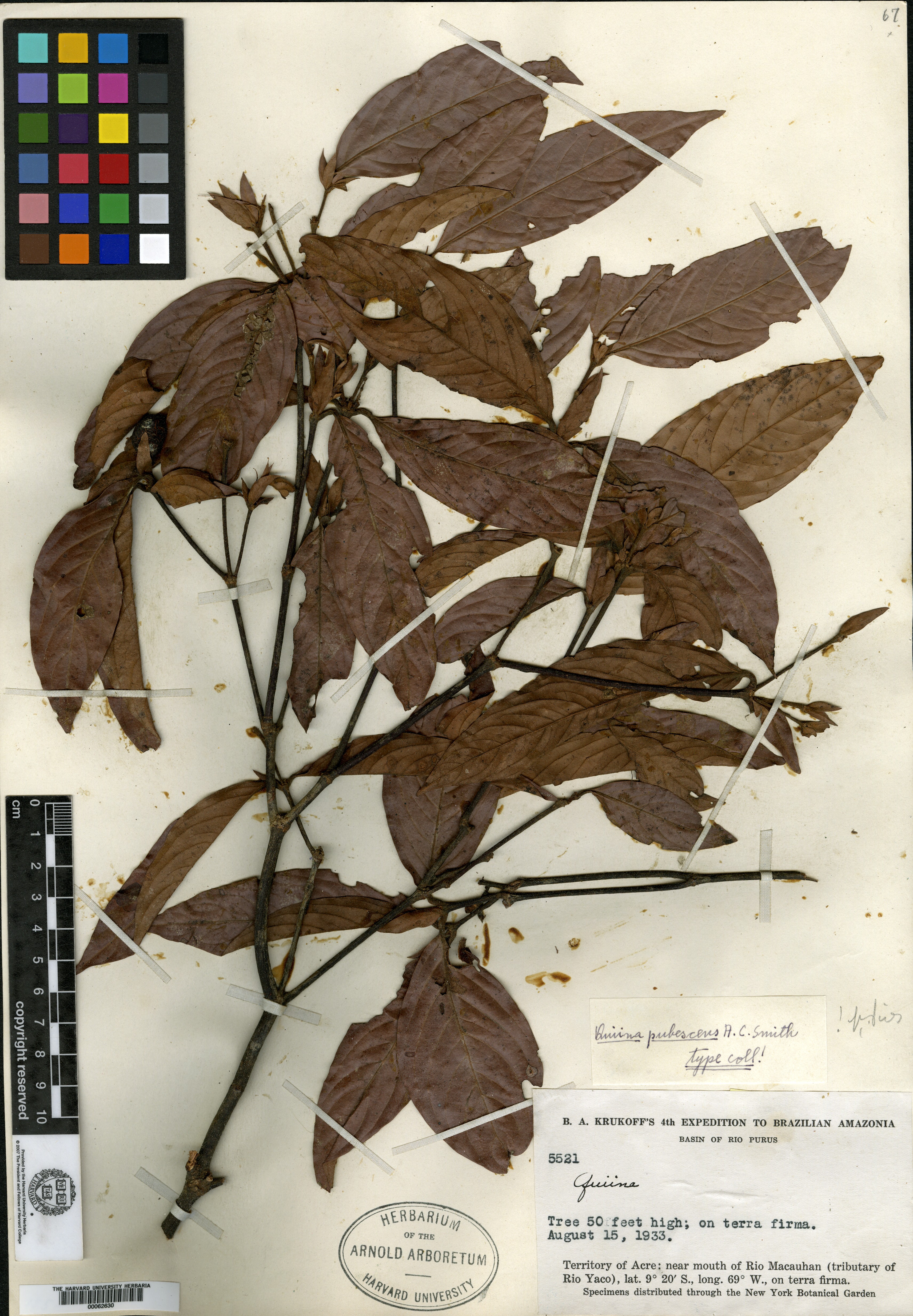 Quiina pubescens image