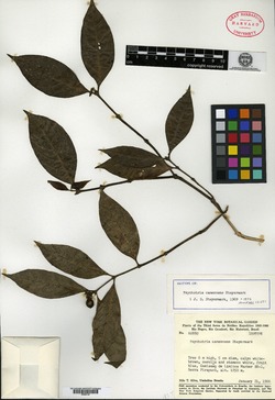 Psychotria canescens image