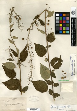 Ayenia paniculata image
