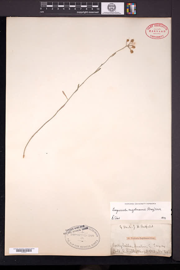 Physaria engelmannii image