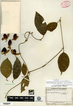 Mendoncia guatemalensis image