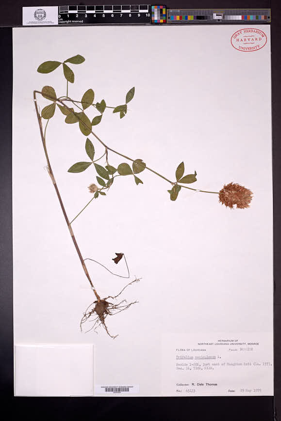 Trifolium vesiculosum image