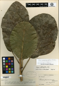 Ficus pittieri image