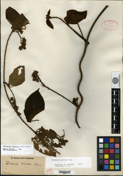 Fischeria stellata image